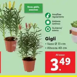 Lidl Gigli offerta