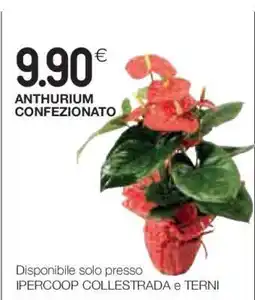 Coop ANTHURIUM CONFEZIONATO offerta