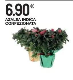 Coop AZALEA INDICA offerta