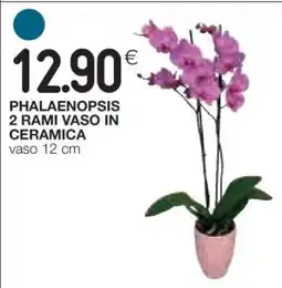 Coop PHALAENOPSIS 2 RAMI VASO IN CERAMICA offerta
