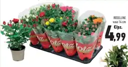 Conad Superstore Roselline vaso offerta