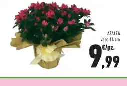 Conad Superstore Azalea vaso offerta