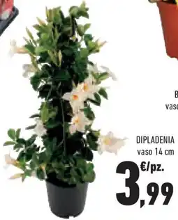 Conad Superstore Dipladenia vaso offerta