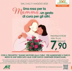 Conad Superstore Piantina di rose vaso offerta