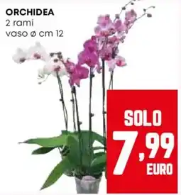 Pam Orchidea offerta