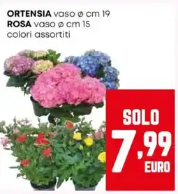 Pam Ortensia- rosa offerta
