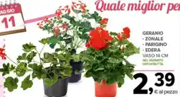 Todis Geranio - zonale - parigino -edera vaso offerta