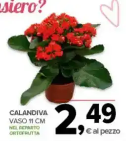 Todis Calandiva vaso nel reparto ortofrutta offerta