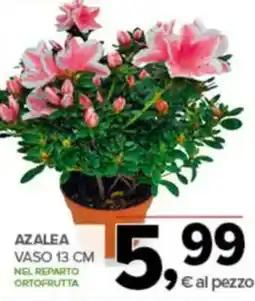 Todis Azalea vaso nel reparto ortofrutta offerta