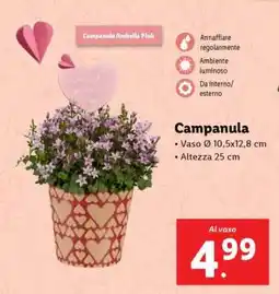 Lidl Campanula offerta