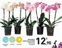 Spazio Conad Orchidea mini collection vaso al pezzo offerta