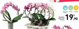 Spazio Conad Orchidea vaso al pezzo offerta