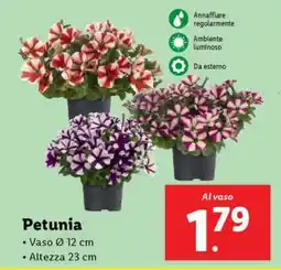 Lidl Petunia offerta