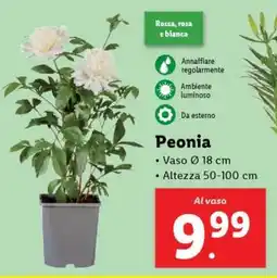 Lidl Peonia offerta