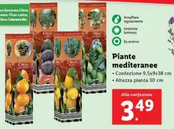 Lidl Piante mediterranee offerta