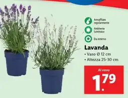 Lidl Lavanda offerta