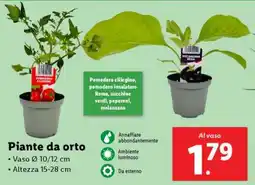 Lidl Piante da orto offerta