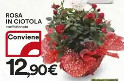 Coop ROSA IN CIOTOLA offerta