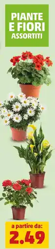 PENNY Piante e fiori assortiti offerta