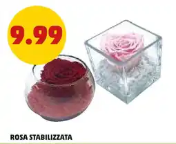 PENNY Rosa stabilizzata offerta