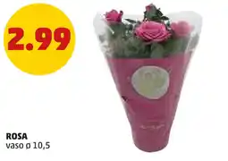 PENNY Rosa offerta