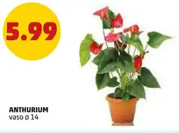 PENNY Anthurium offerta