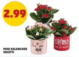 PENNY Mini kalanchoe vasetti offerta
