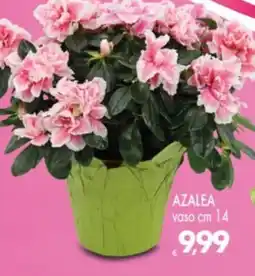 Despar Azalea offerta