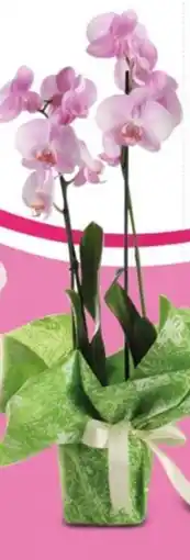 Despar Orchidea offerta