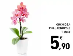 Spazio Conad Orchidea phalaenopsis 1 stelo offerta