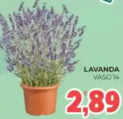 Eté Lavanda offerta