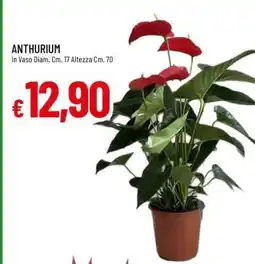 Famila ANTHURIUM offerta