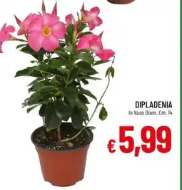 Famila DIPLADENIA offerta