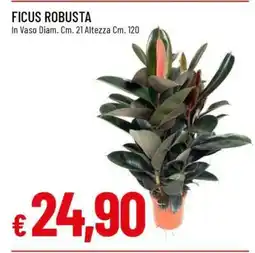 Famila Ficus Robusta offerta
