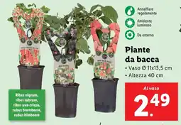 Lidl Piante da bacca offerta