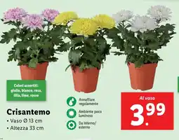 Lidl Crisantemo offerta