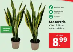 Lidl Sanseveria offerta