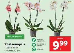 Lidl Phalaenopsis offerta
