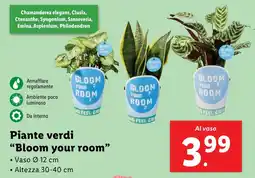 Lidl Piante verdi "Bloom your room" offerta