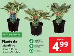 Lidl Piante da giardino offerta