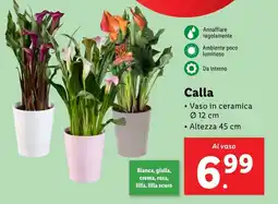 Lidl Calla offerta