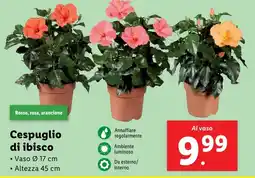 Lidl Cespuglio di ibisco offerta