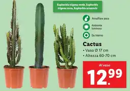 Lidl Cactus offerta