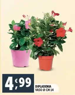 Deco Supermercati Dipladenia offerta