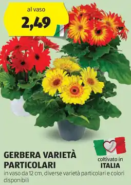 ALDI Gerbera varietà particolari offerta