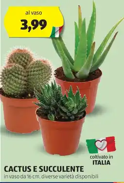ALDI Cactus e succulente offerta