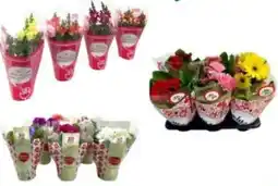 DPiù Piante mix fiorito offerta
