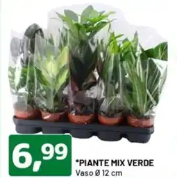 DPiù Piante mix verde offerta