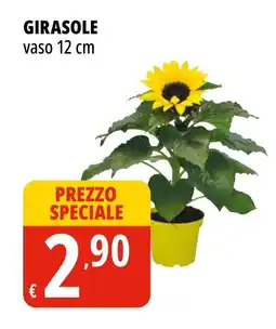 Tigros Girasole offerta