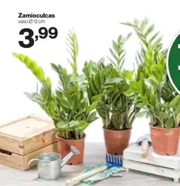 In'S Mercato Zamioculcas offerta